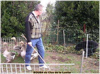 le bouvier des flandres et les oies - Elevage du CLOS DE LA LUETTE - COPYRIGHT DEPOSE